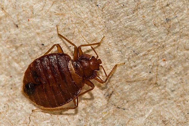 Common Mistakes When Dealing with Bed Bugs in Illinois