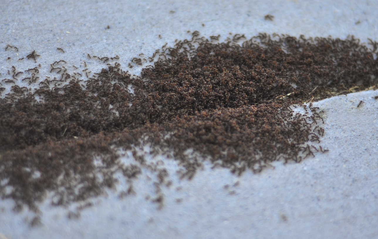 Ant Colonies Nesting Under Sidewalks Near Orem City Center